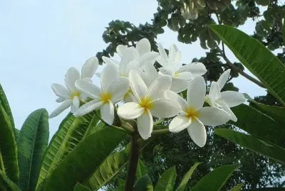 Sak NiktÃ© - CentroamÃ©rica