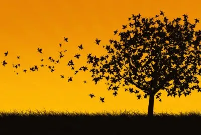 Arvores De Bons Frutos