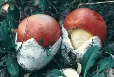 Amanita Cesarea
