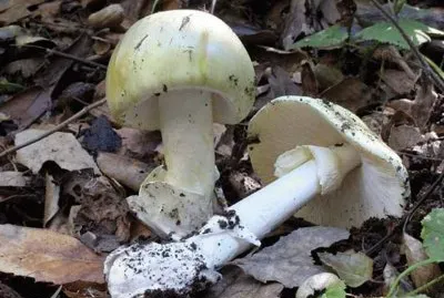 Amanita Phalloides