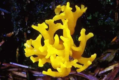 Calocera Viscosa