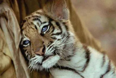 tiger kitten jigsaw puzzle