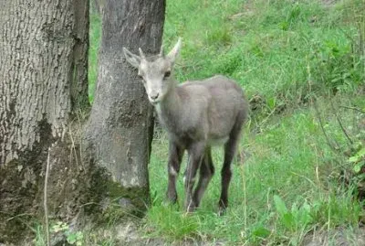 Cucciolo in Valle d 'Aosta
