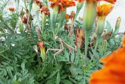 Mantide nei fiori, Ispra jigsaw puzzle