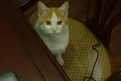 sochitil jigsaw puzzle