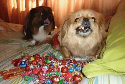 mascotas