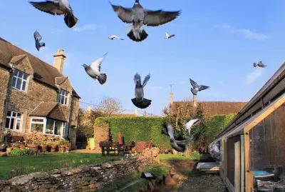 racing pigeons take off