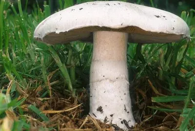 Agaricus Campestris