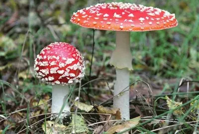 Amanita Muscaria 3