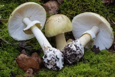 Amanita Phalloides 2