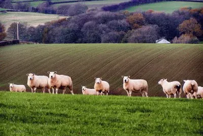 sheep shropshire