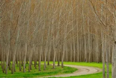 hybrid poplars