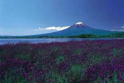 fields, flowers and Fuji