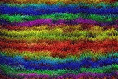 field of flowers oil