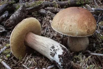 Boletus Edulis var. Grandedulis