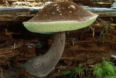 Boletus Mirabilis