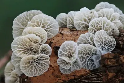 Campanella Caesia