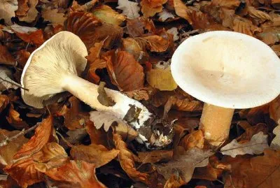 Clitocybe Geotropa