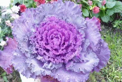 Purple Kale Brightens the Garden