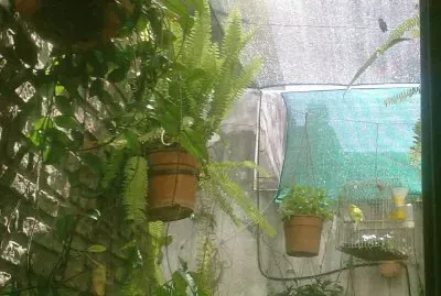COLIBRI