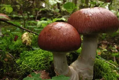 Cortinarius Praestans