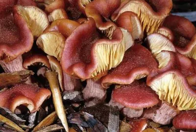 Gymnopilus Luteofolius