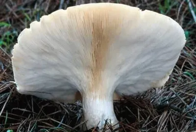 Leucopaxillus Albissimus