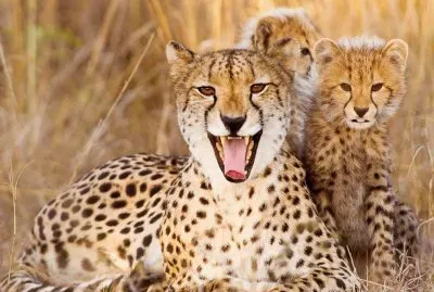 cheetah mother jigsaw puzzle
