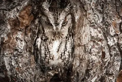 eastern screech owl