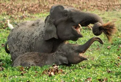 pair of elephants