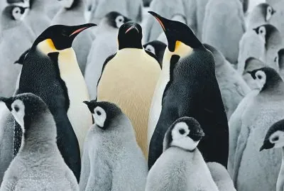 emperor panguins
