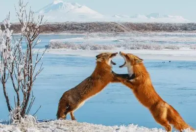 sparring foxes jigsaw puzzle