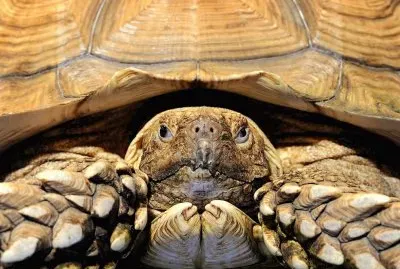 african tortoise jigsaw puzzle
