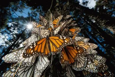 monarch butterflies