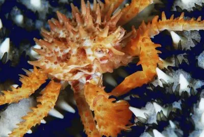 פאזל של alaska king crab