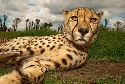 cheetah jigsaw puzzle