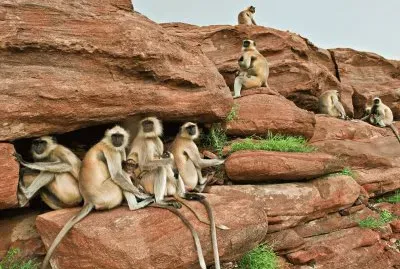 langurs jigsaw puzzle