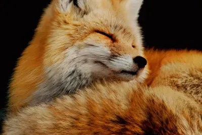 fox jigsaw puzzle