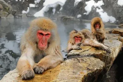 japanese macaques jigsaw puzzle