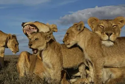 lion pride jigsaw puzzle