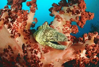 moray eel jigsaw puzzle
