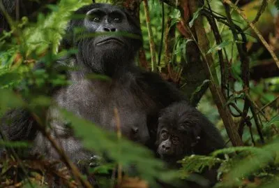 mountain gorillas jigsaw puzzle