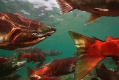 migrating salmon jigsaw puzzle