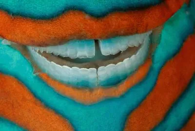 parrot fish jigsaw puzzle