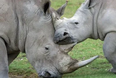 rhino family jigsaw puzzle