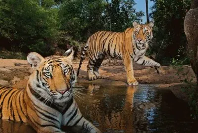tigers at water