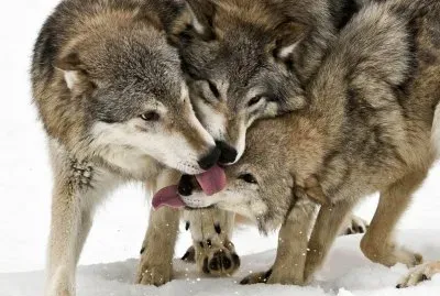 timber wolves jigsaw puzzle