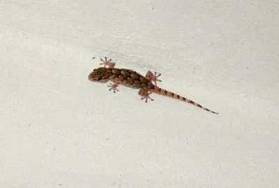 Geco Ginetto a Riace