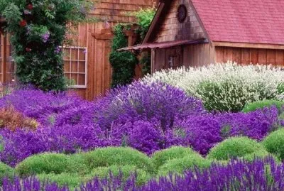 Cabin Surrounded by Purple Flowers