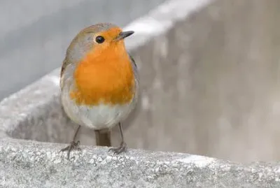 (Petti)rosso di sera